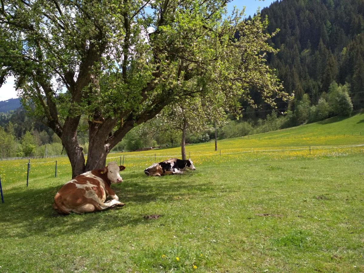 Blonbauer Villa Schladming Dış mekan fotoğraf