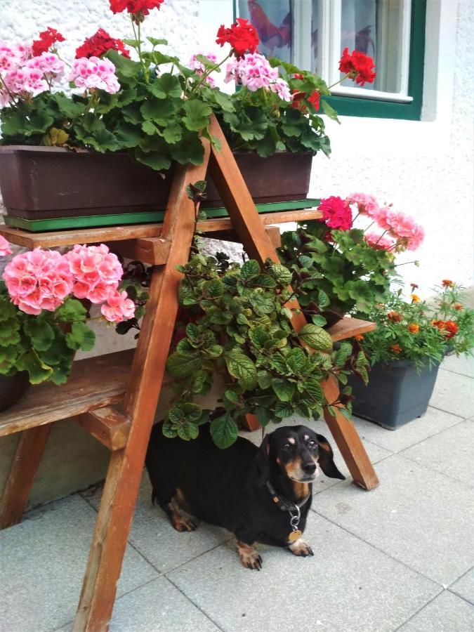 Blonbauer Villa Schladming Dış mekan fotoğraf